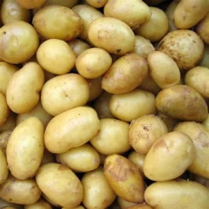 kidney beans organic